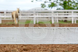 Horse behind the fence