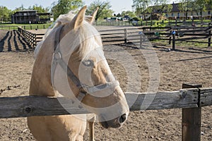 Horse behind a fence.  thoroughbred  stallion near horse farm. Beautiful portrait on summer background