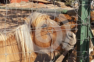 Horse behind the fence of a zoo