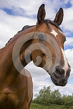 Horse being curious