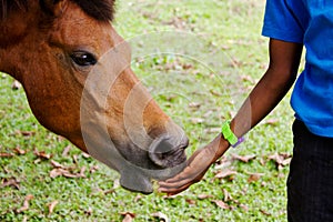Horse being fed an apple