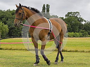 Horse being trained photo