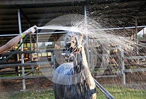 Horse being washed down