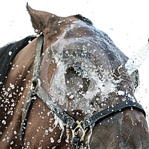 Horse being washed with hose in summer in stable