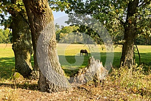 Horse and big centennial oak