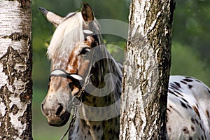 Horse in birches