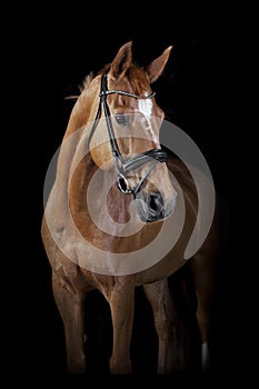 Horse black background