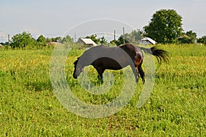 The horse of black color is grazed on a meadow