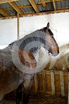 Horse with black grieve stands in a stall