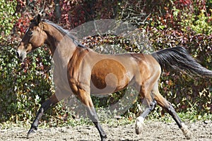 horse with a black mane runs on the background of colorful bushes