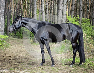 horse with black mane are standing on the grass on a background of green trees