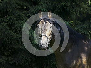 horse with black mane are standing on the grass on a background of green trees
