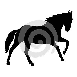 Horse black silhouette