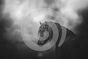 Horse Black and white photo