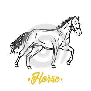 Horse. Black and white vector objects.