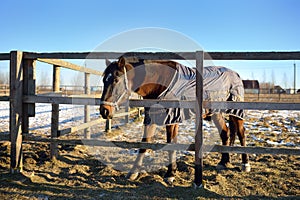 Horse in a blanket on the paddock of an equestrian club or a coral livestock farm on winter day