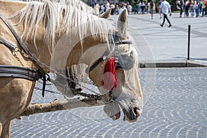 The horse with the blinders on his eyes opened his mouth wide, showing yellow teeth and bit.