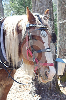 Horse blinkers portrait close up at the farm