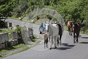 A Horse blocking a car road
