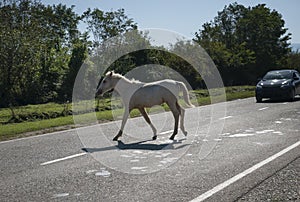 A Horse blocking a road in the Georgia