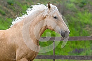 Horse with blond mane