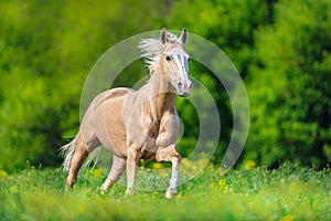 Horse with blond mane