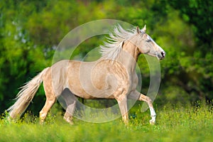 Horse with blond mane