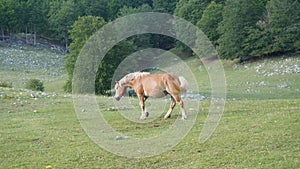 Horse with blond mane and light brown coat.