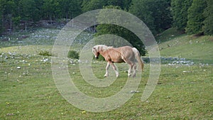 Horse with blond mane and light brown coat.