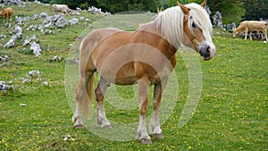 Horse with blond mane and light brown coat.