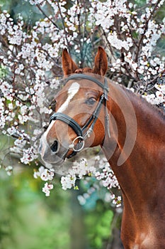 Horse in blossom
