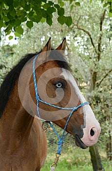 Horse with blue eye