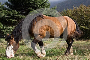 Horse with blue eyes