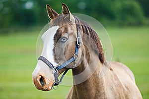 Horse with blue eyes