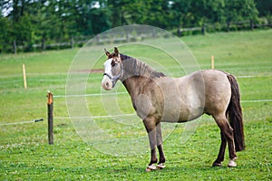 Horse with blue eyes