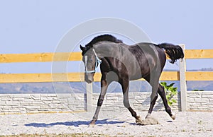 horse in a blue halter on the sand in the paddock