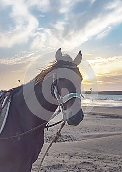Horse in a blue harnesses