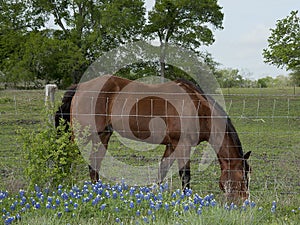 Horse and Bluebonnets