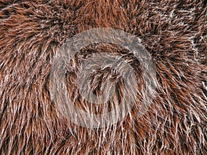Horse body protection with thick rough fur photo
