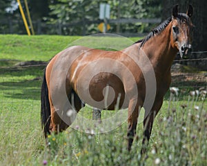 Horse Bodyshot