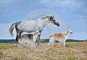 Horse and borzoi dogs standing on field bagkground