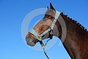 Horse with braided mane