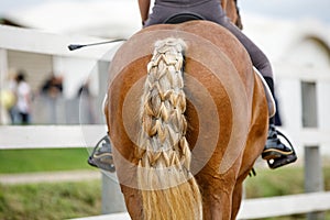 Horse braided tail during equestrian competition in summer