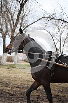 Horse breed Russian trotter runs