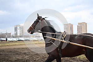 horse breed Russian trotter runs during a training session at the racetrack