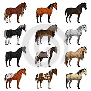 Horse breed set. Vector illustration