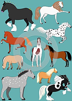 Horse breeds