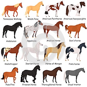 Horse breeds color flat icons set