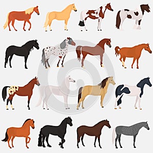 Horse breeds color flat icons set