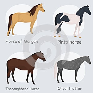 Horse breeds color flat icons set